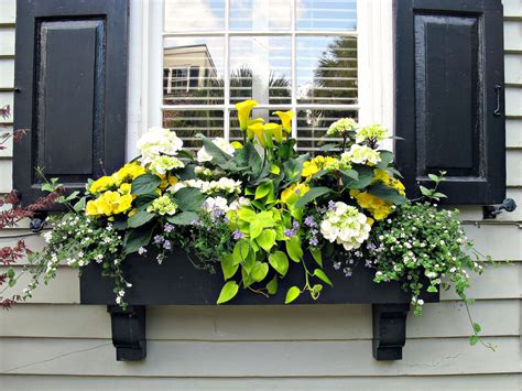 outdoor window box ideas